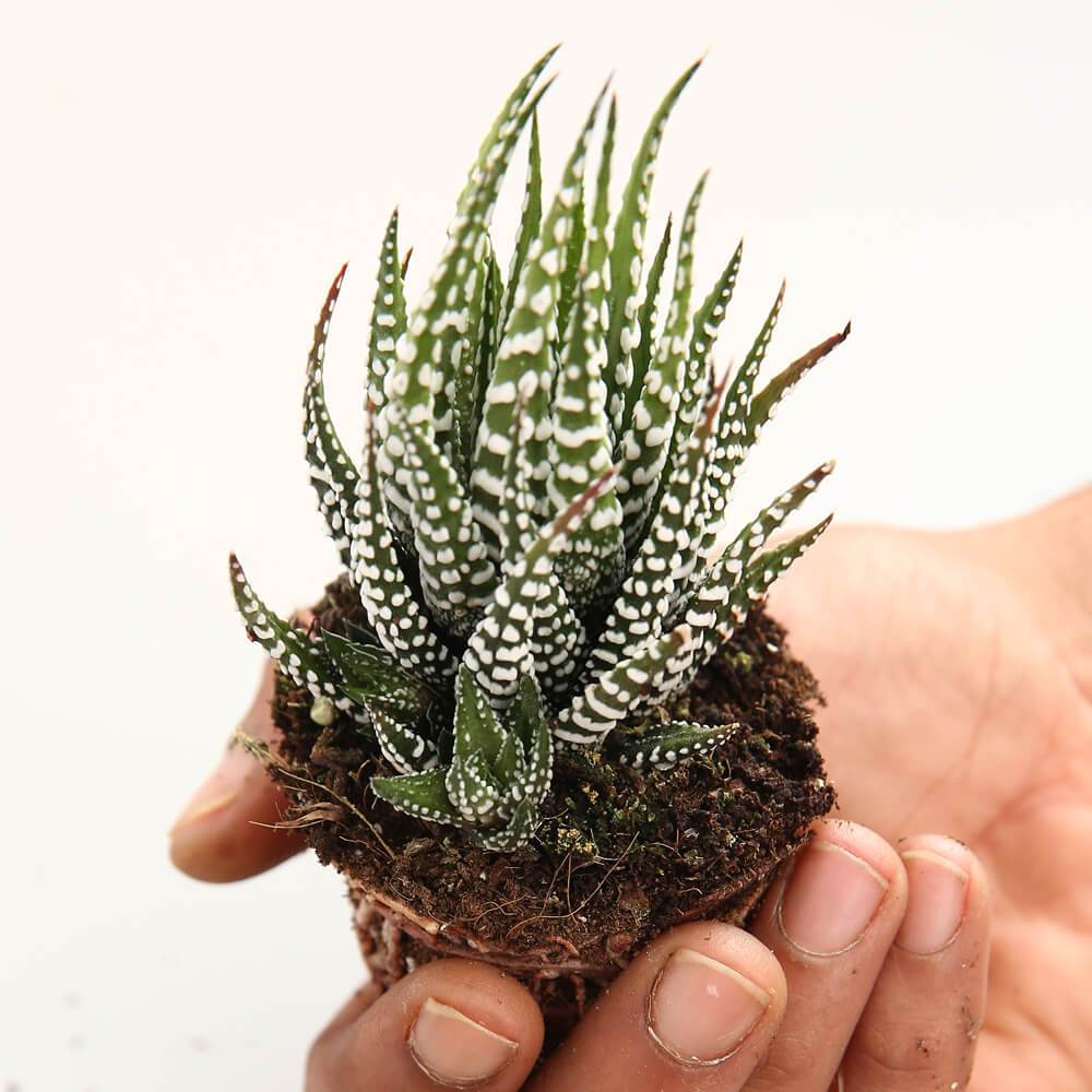 Haworthia Big Band