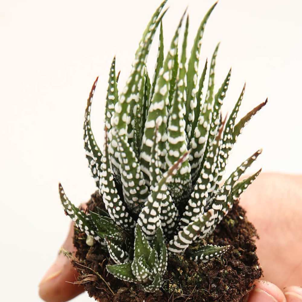 Haworthia Big Band - Image 2