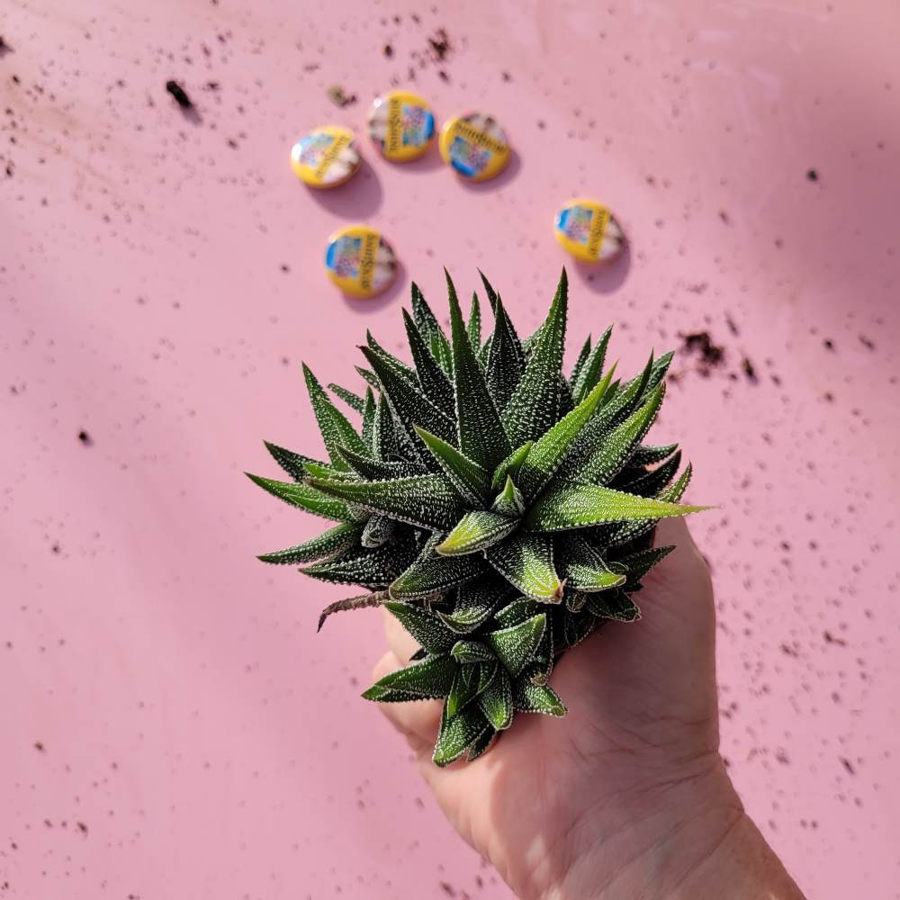 Haworthia Concolor