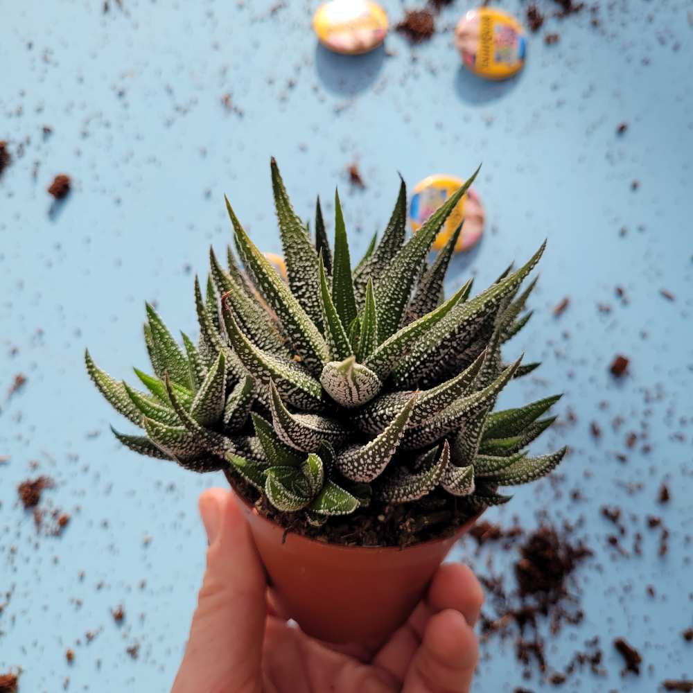 Haworthia Concolor - Image 2