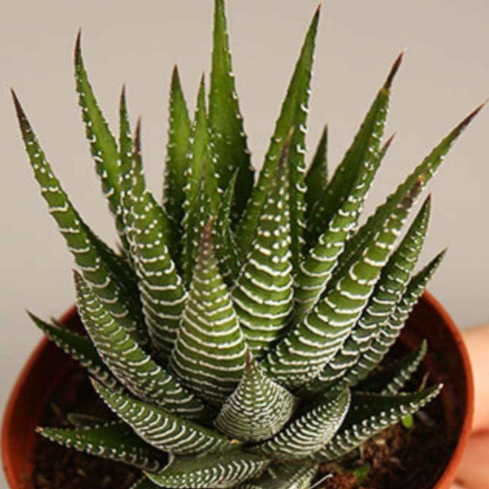 Haworthia Fasciata Green - Image 2