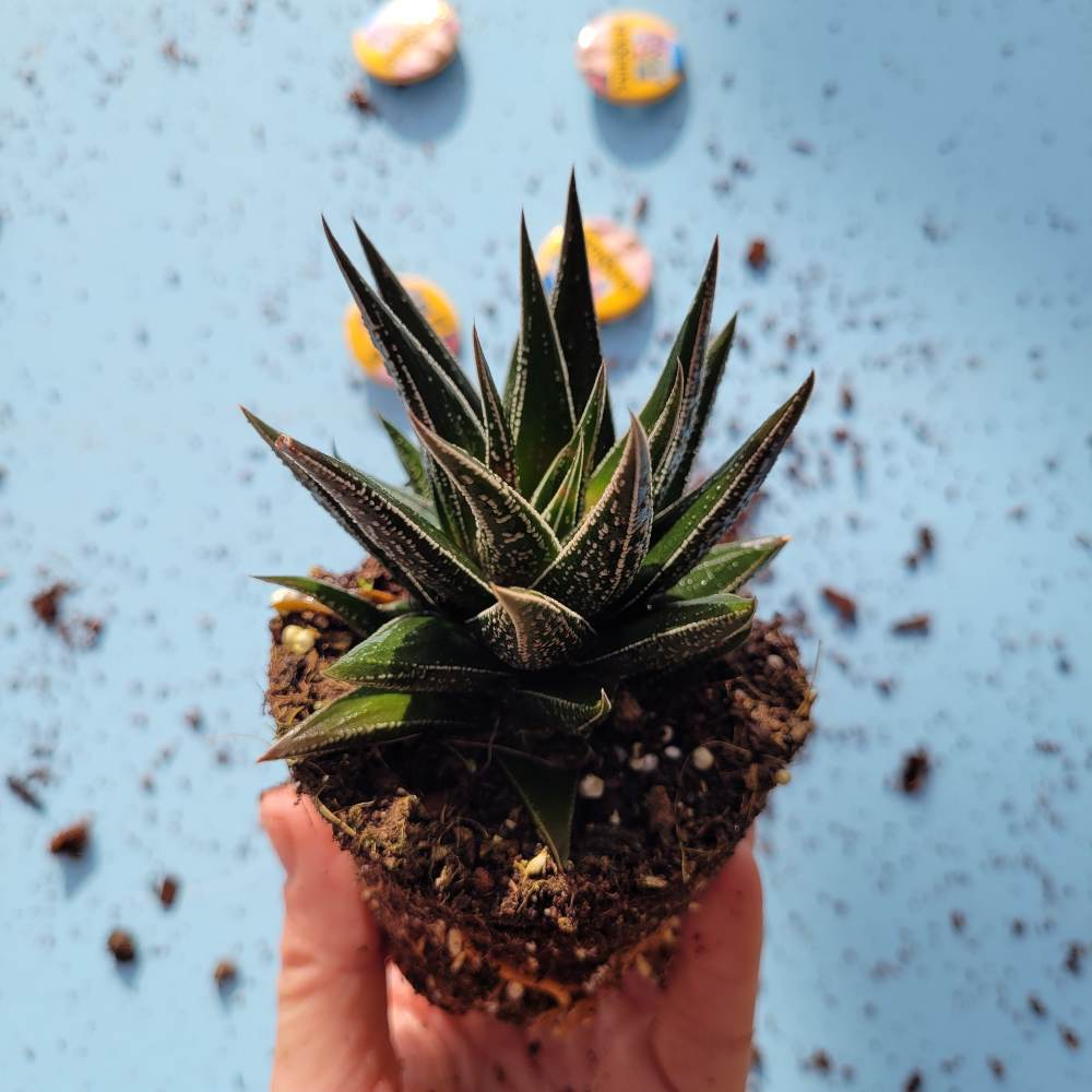Haworthia Herbacea