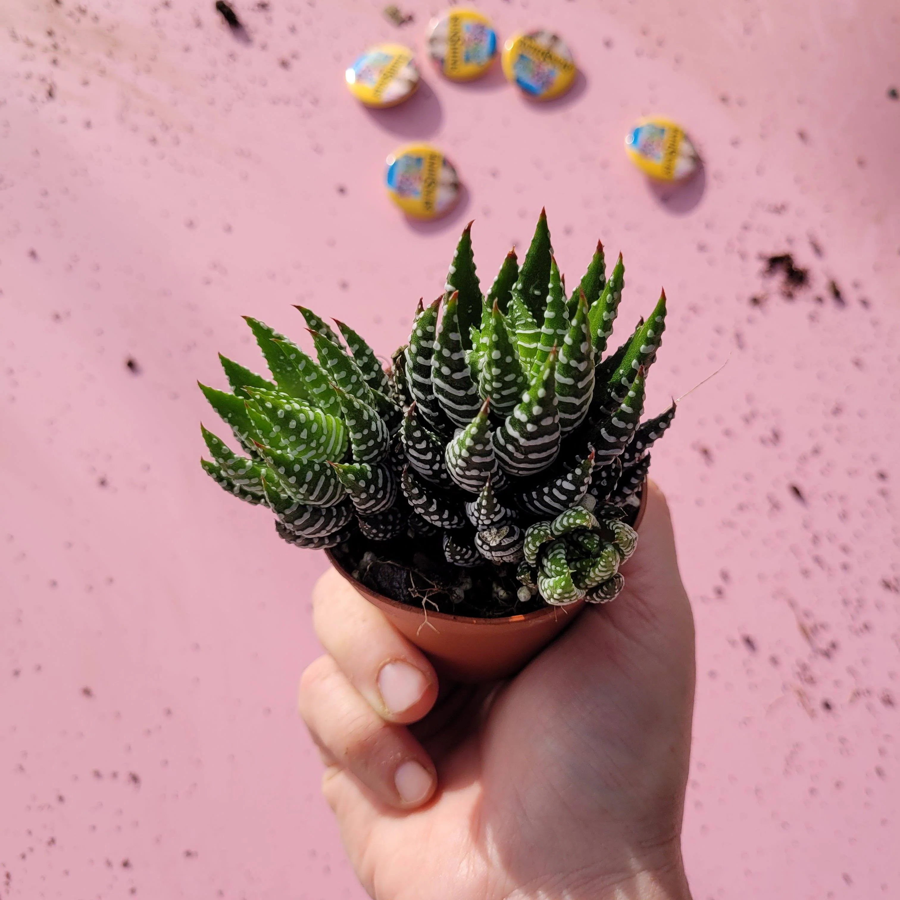 Haworthia Korketa