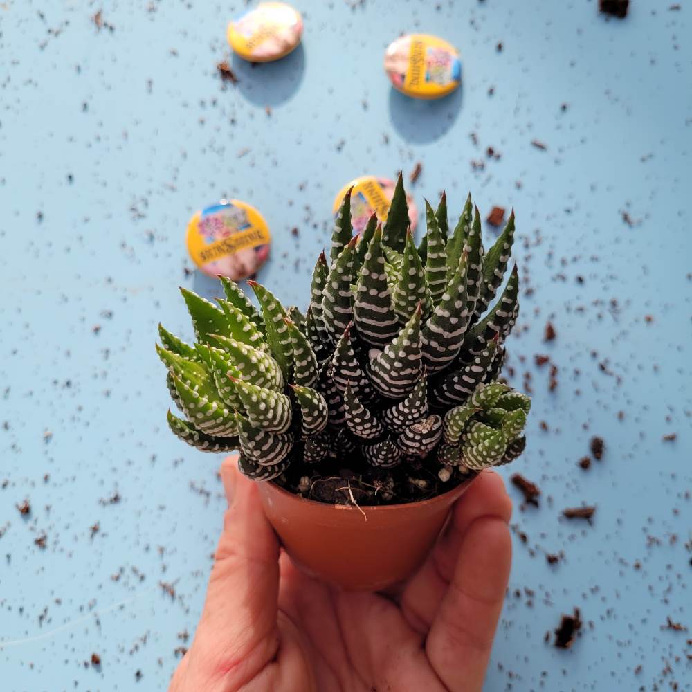 Haworthia Korketa - Image 2