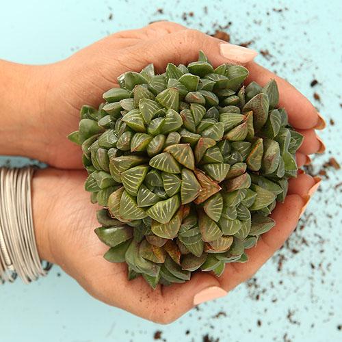 Haworthia Retusa