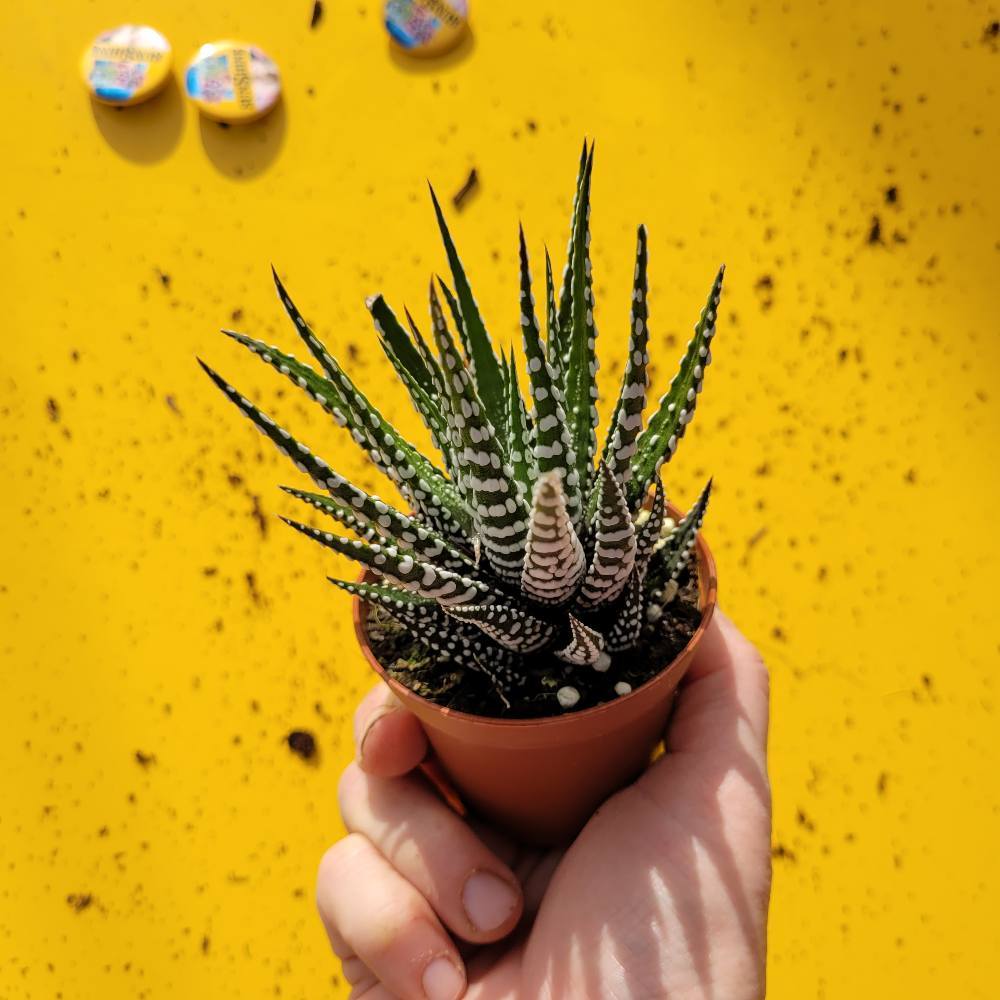 Haworthia Rome