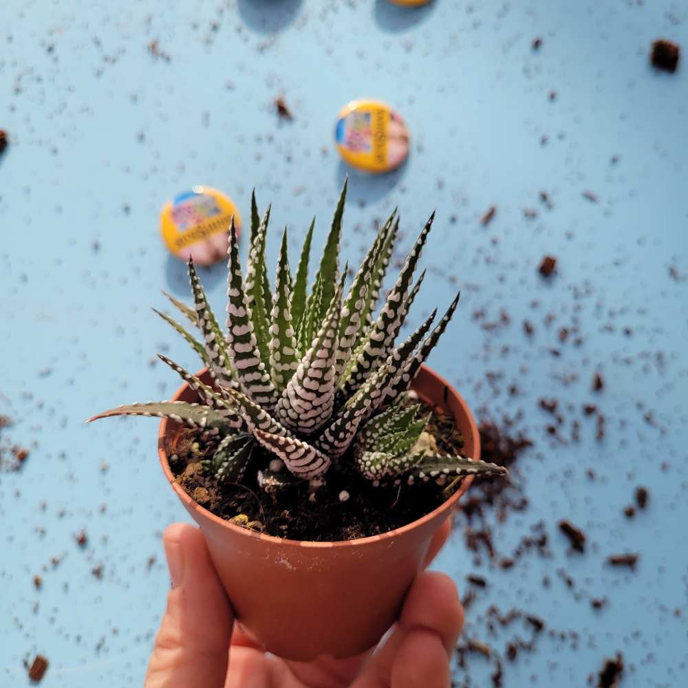 Haworthia Rome - Image 2