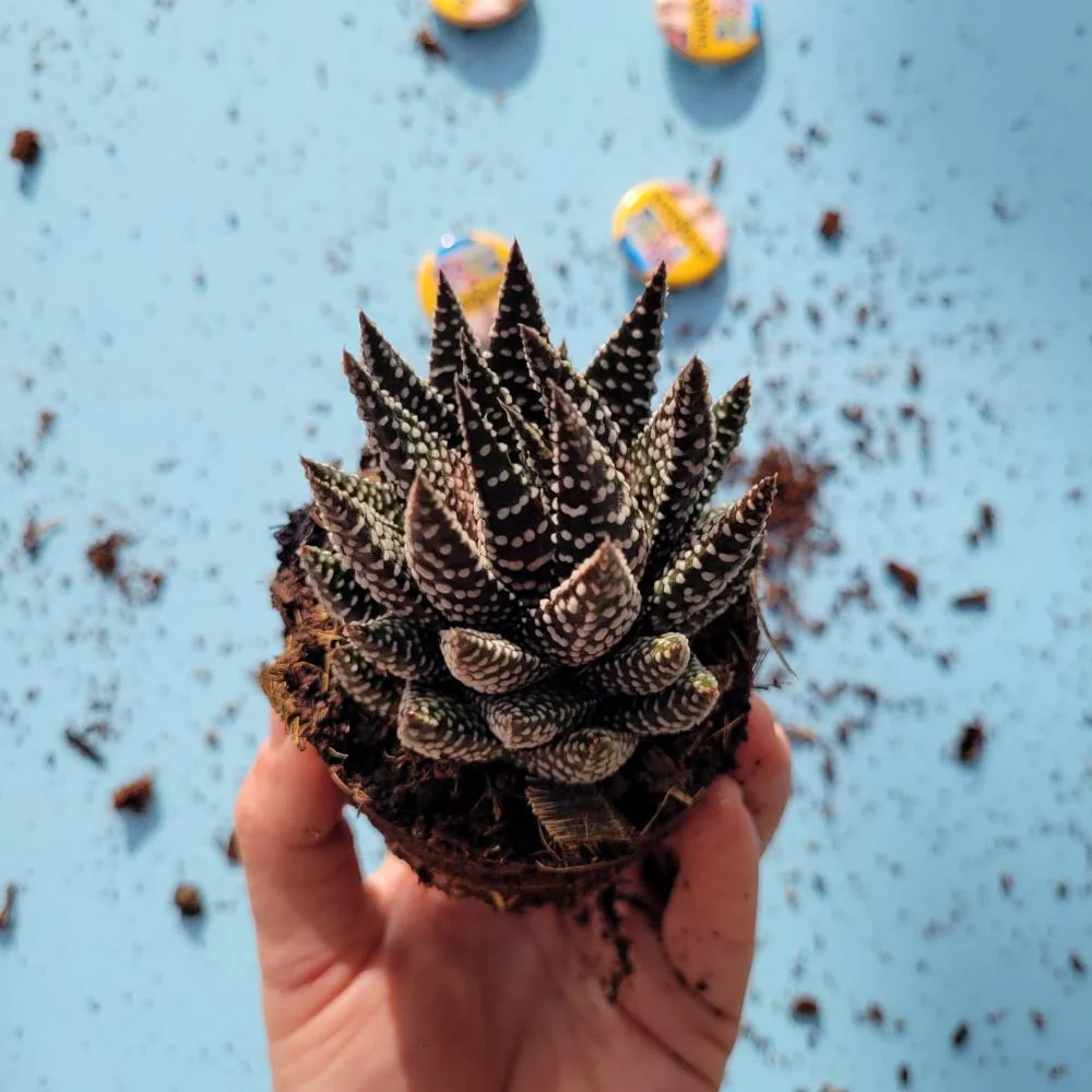 Haworthia Royal Albert