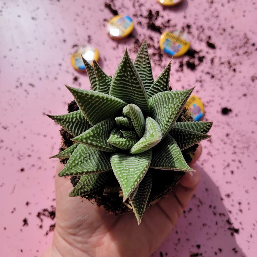 Haworthia Spider Net