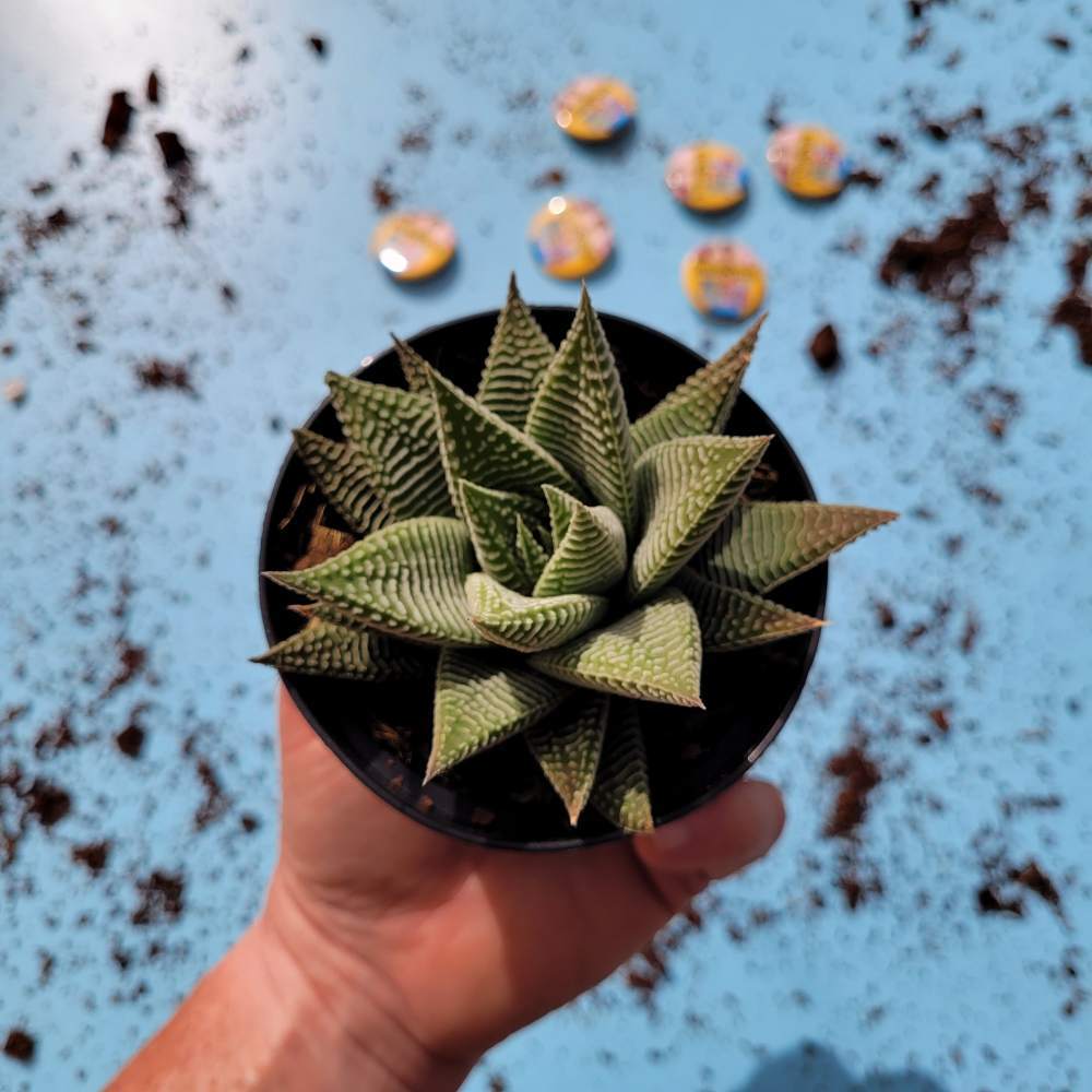 Haworthia Spider Net - Image 2