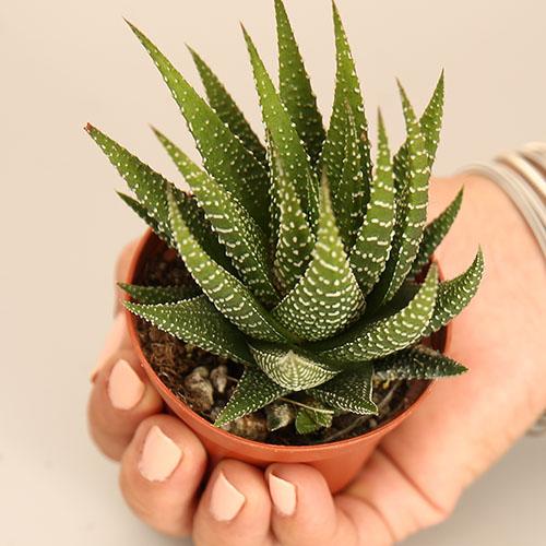 Haworthia Universe