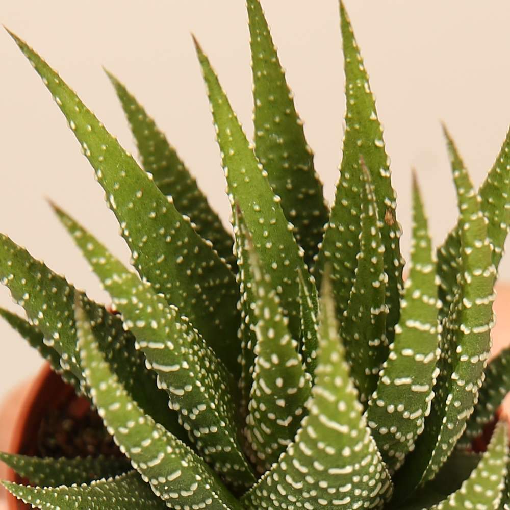 Haworthia Universe - Image 2