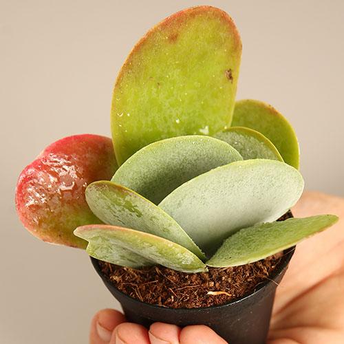 Kalanchoe Luciae “Flapjacks”