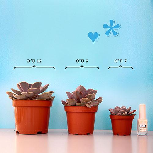 Kalanchoe Luciae “Flapjacks” - Image 3