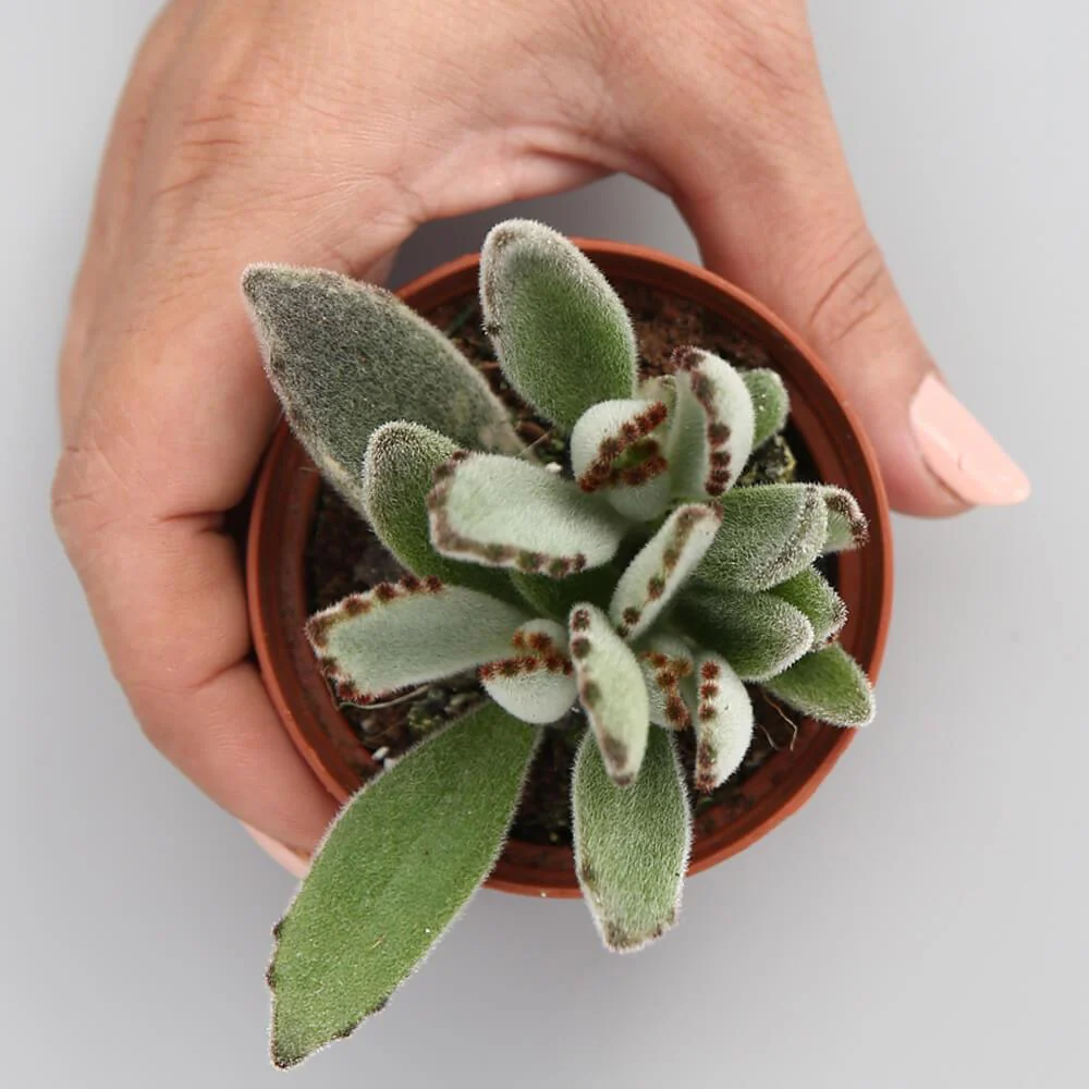 Kalanchoe tomentosa  "Donkey Ears"