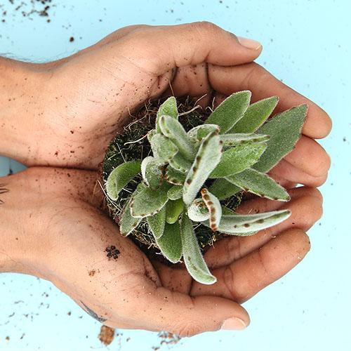 Kalanchoe tomentosa  "Donkey Ears" - Image 2