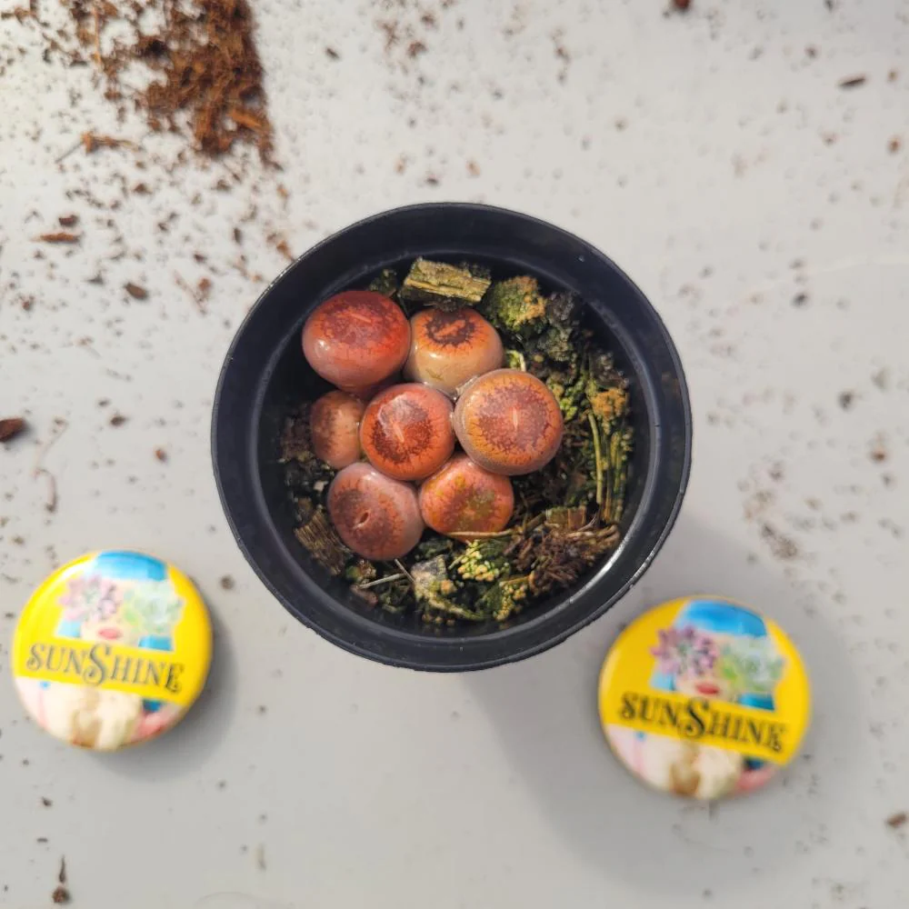 Lithops