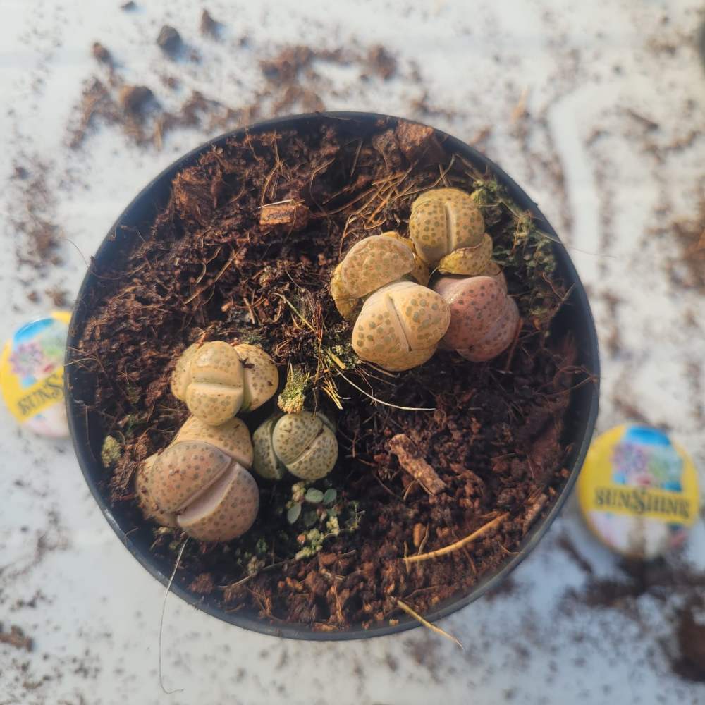 Lithops - Image 5