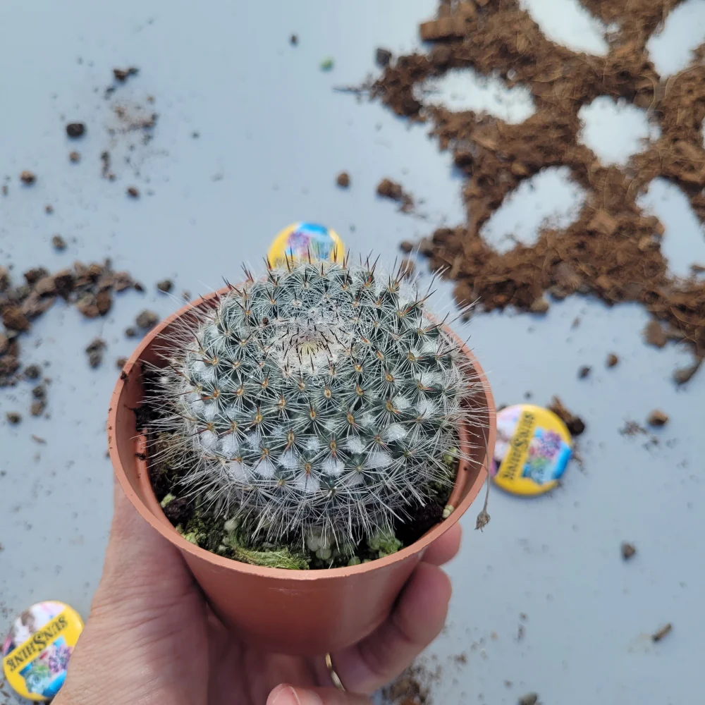 Mammillaria Guillauminiana