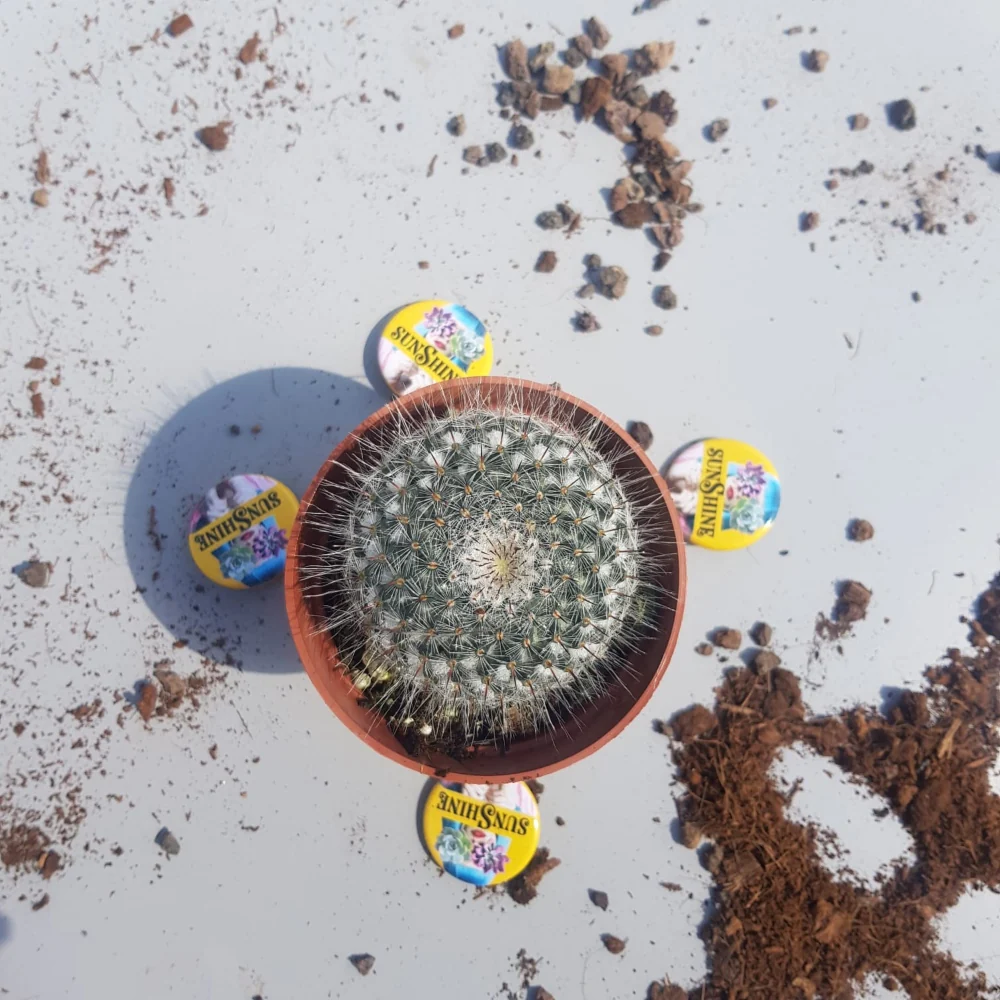 Mammillaria Guillauminiana - Image 3