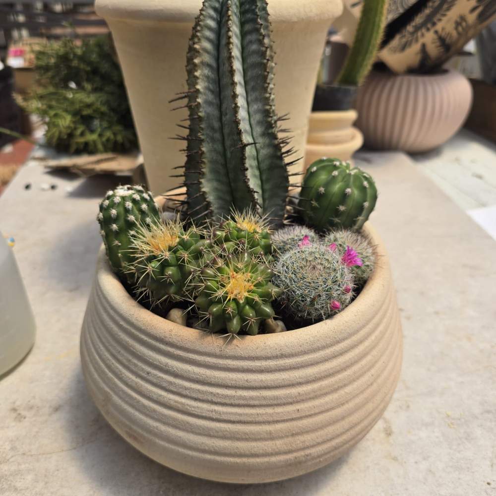 Oasis