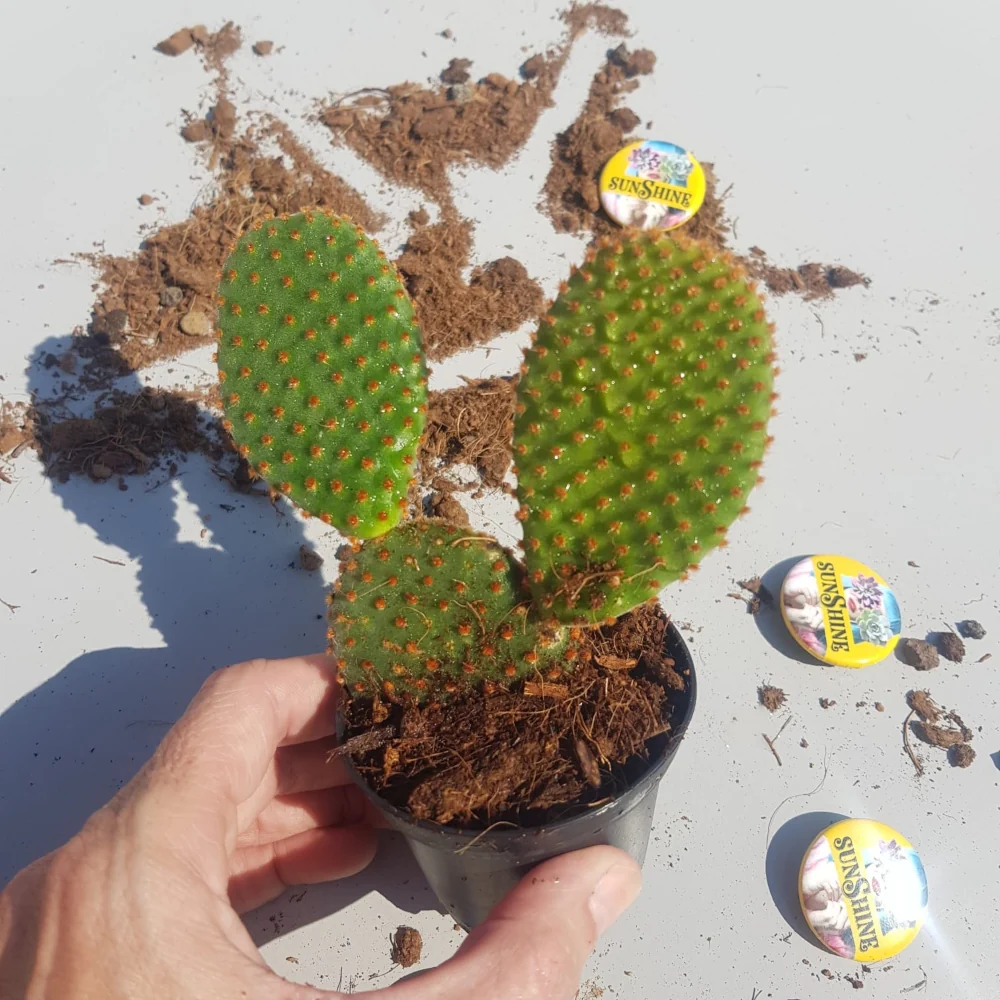 תמונה ממוזערת 1