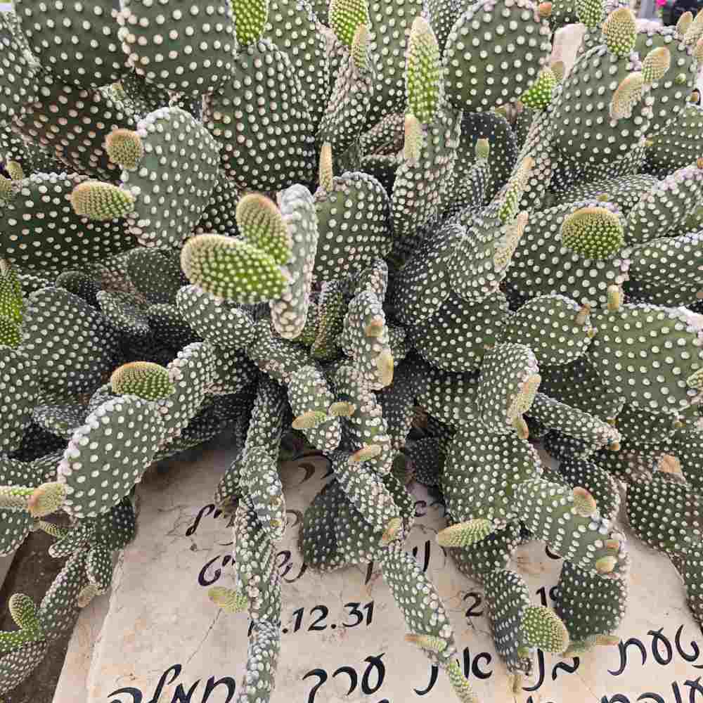 תמונה ממוזערת 2