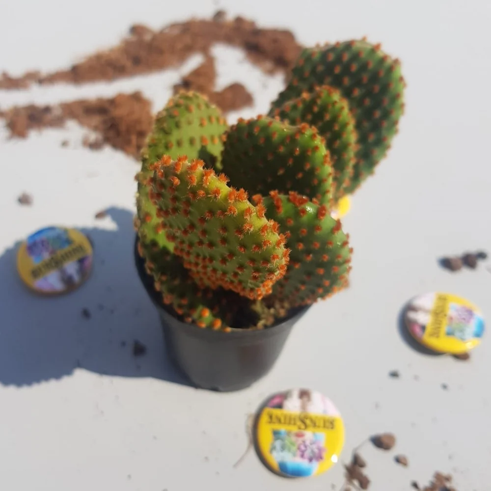 Opuntia Microdasys Orange - Image 3