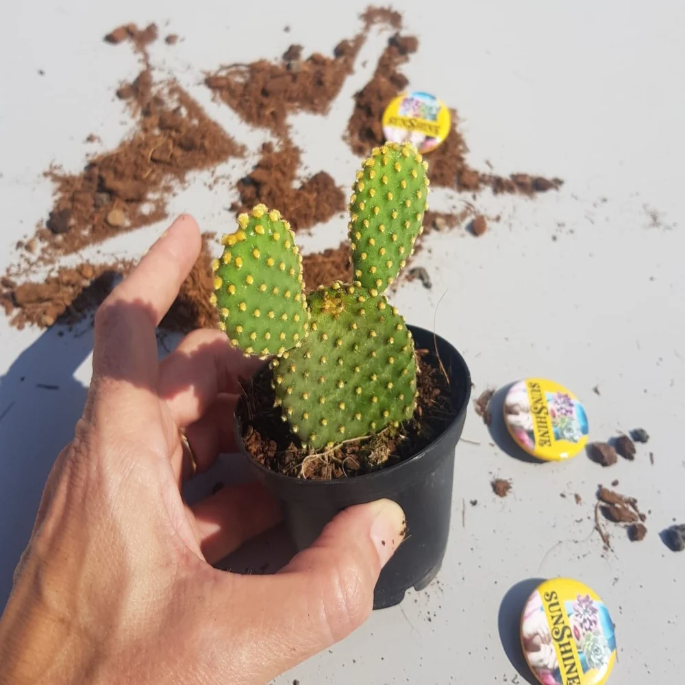 Opuntia Microdasys yellow
