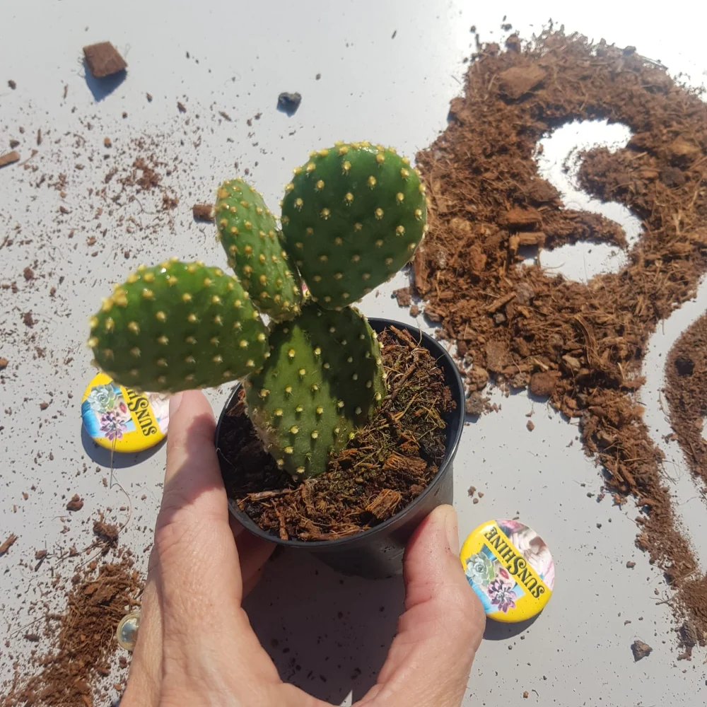 Opuntia Microdasys yellow - Image 3