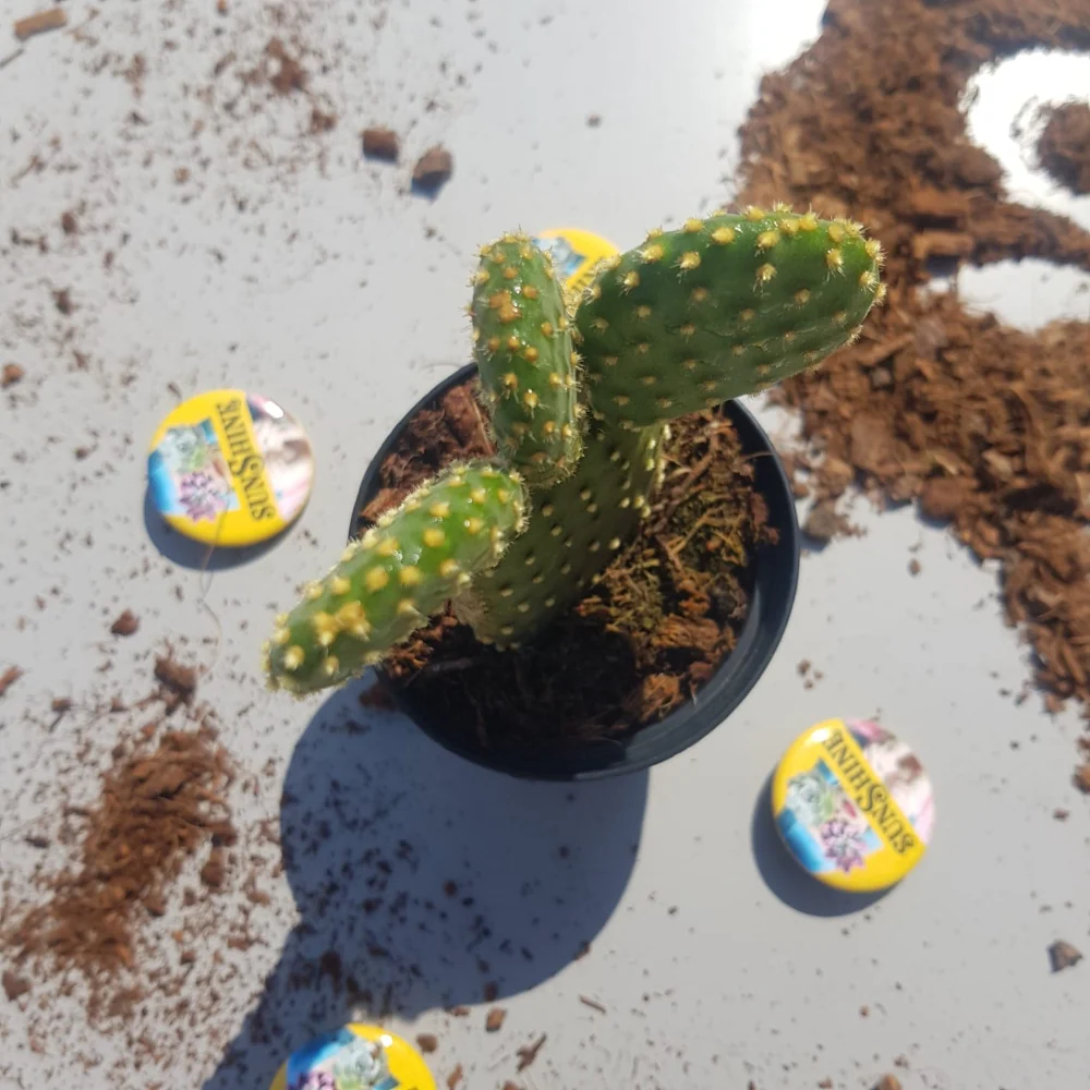 Opuntia Microdasys yellow - Image 4