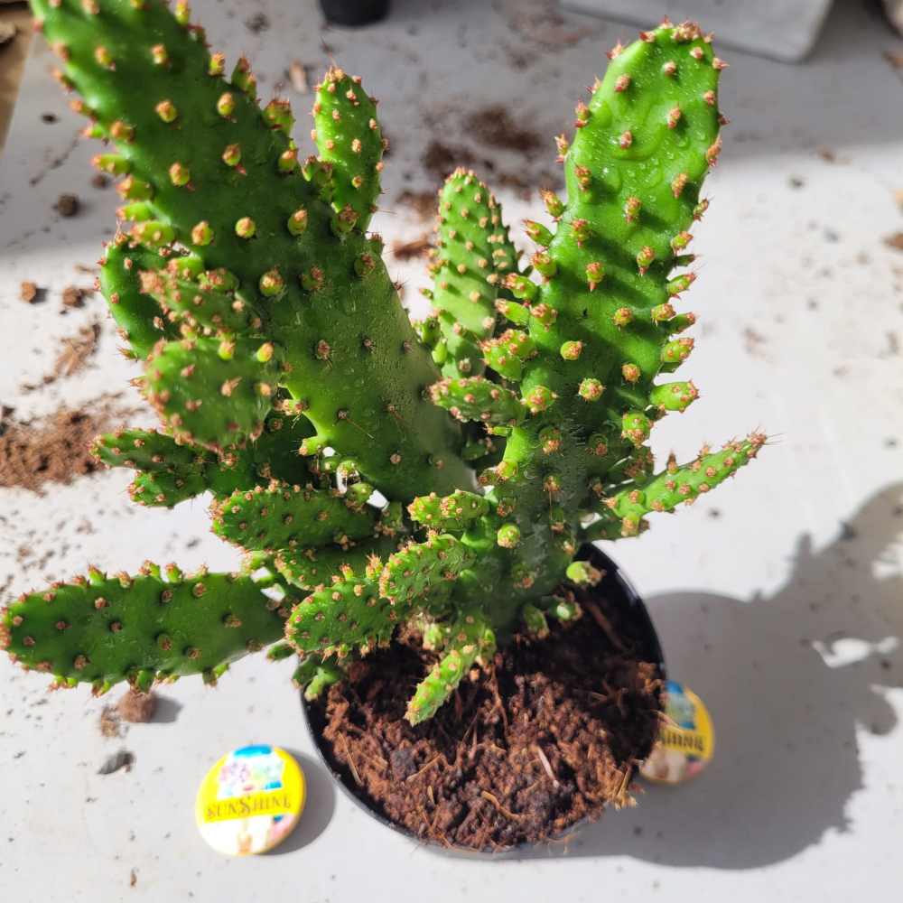 Opuntia monacantha variegata