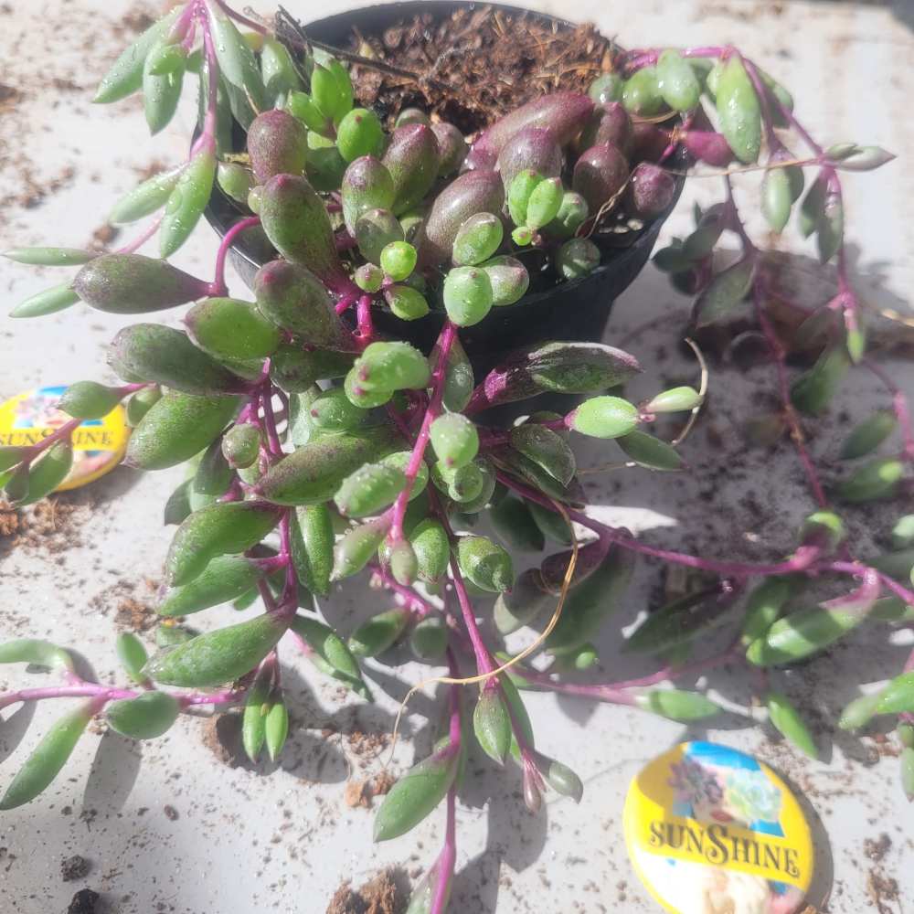 Othonna capensis 'Ruby Necklace' - Image 4