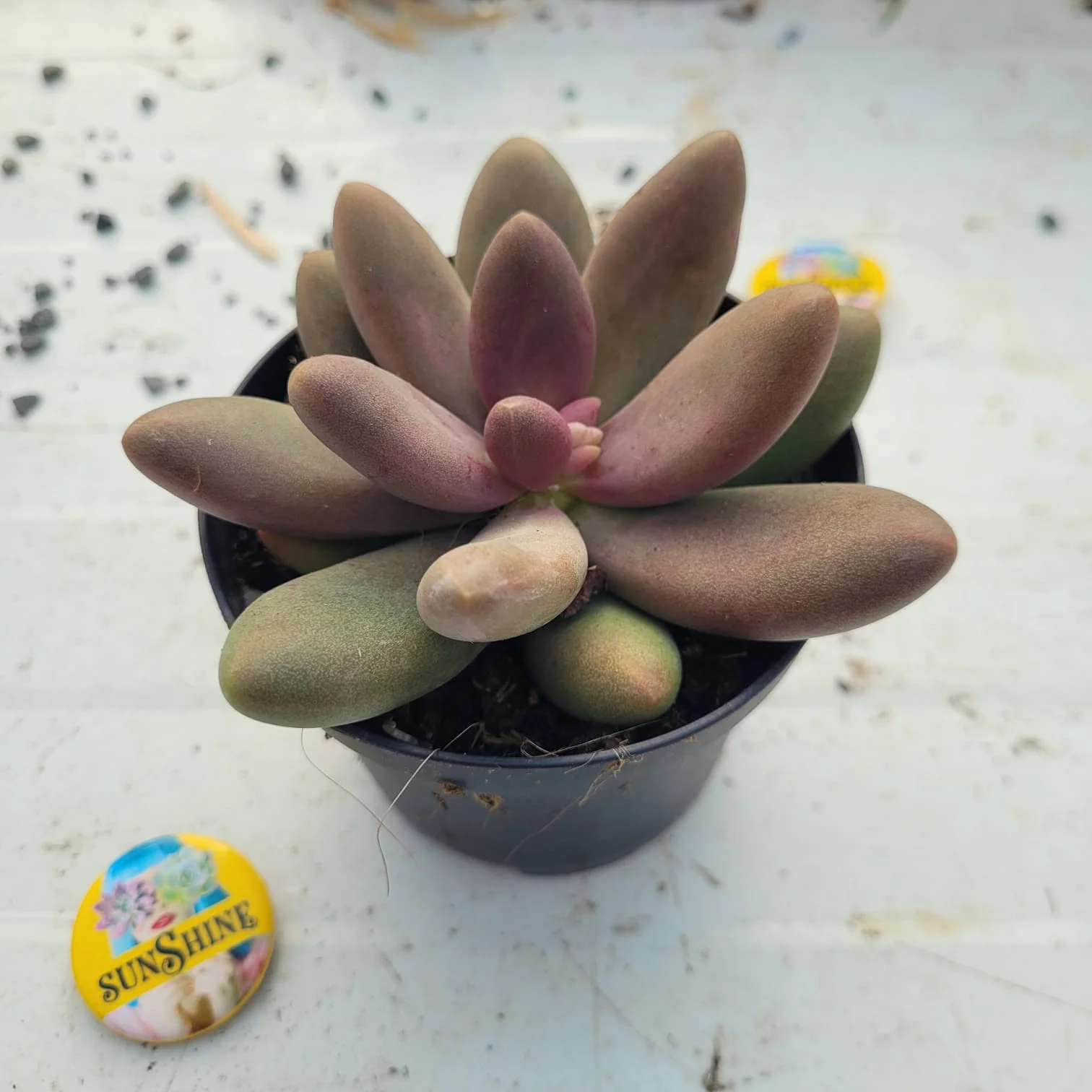 Pachyveria Draco - Image 2