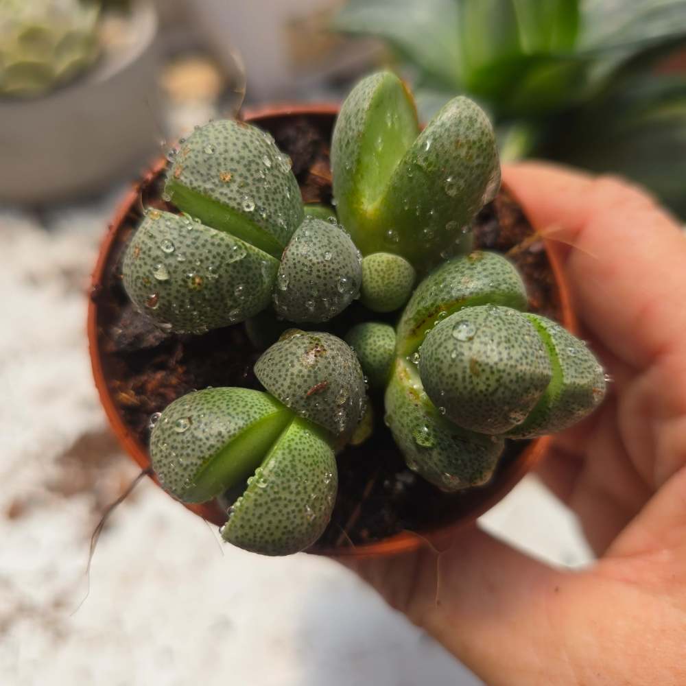 Pleiospilos nelii -  מושבה