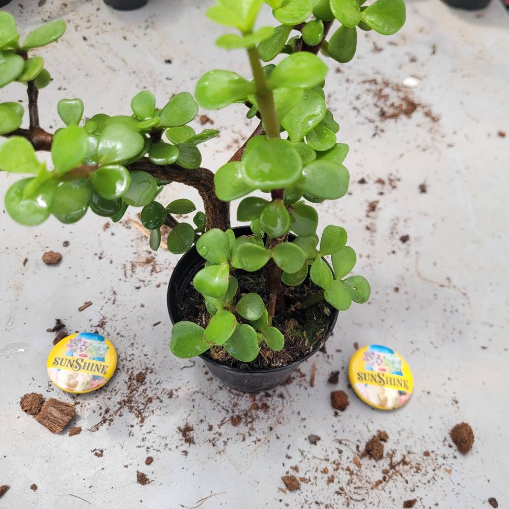 Portulacaria- עץ הכסף