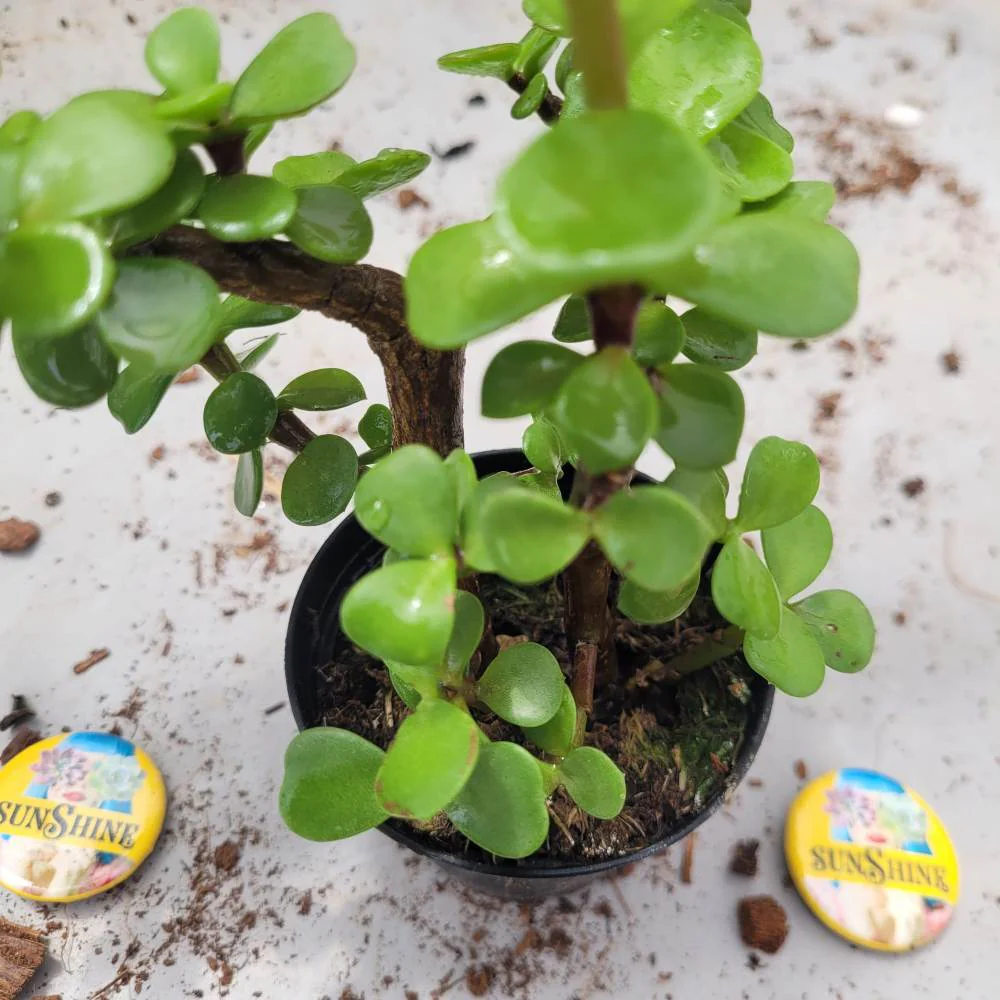 Portulacaria- עץ הכסף - Image 2