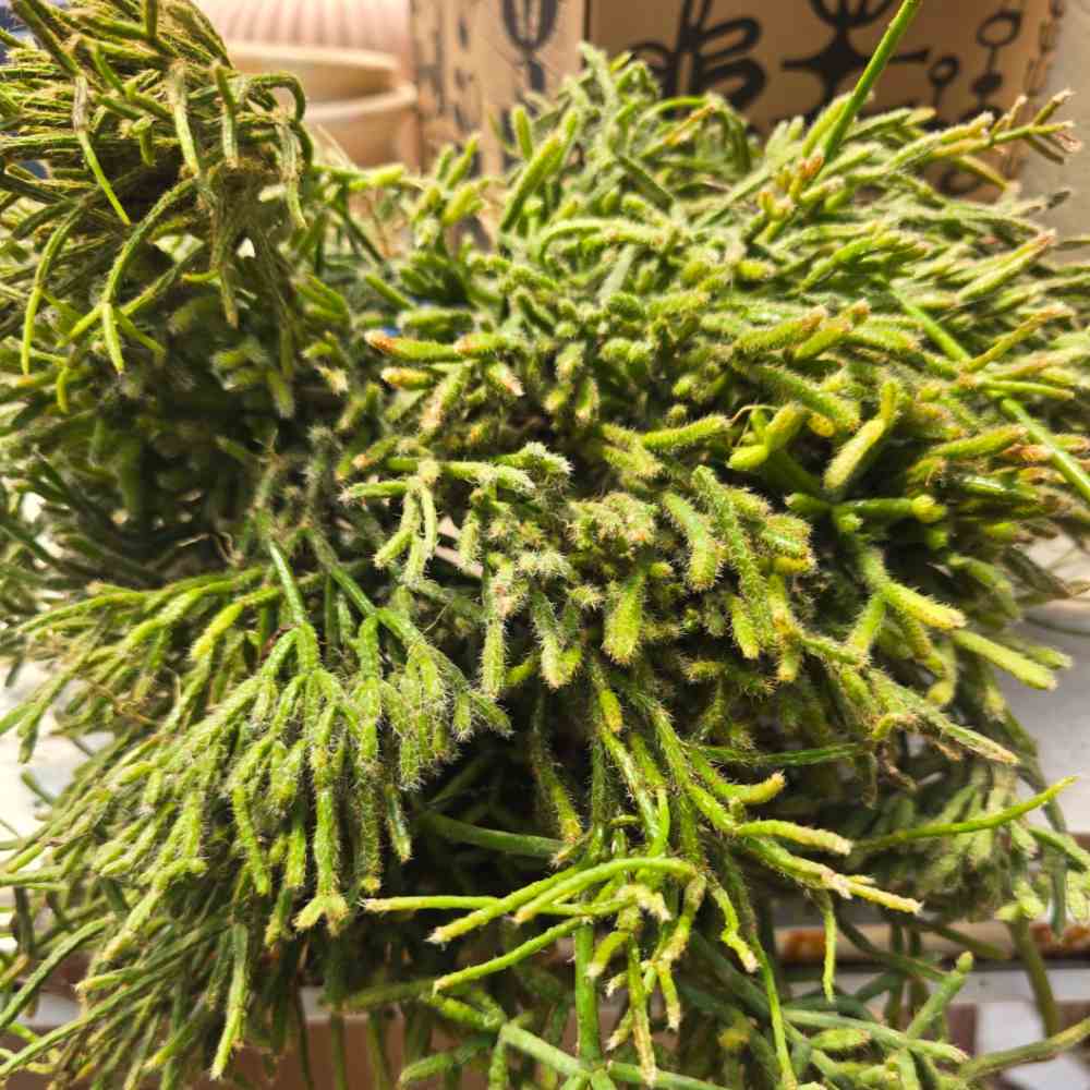 Rhipsalis