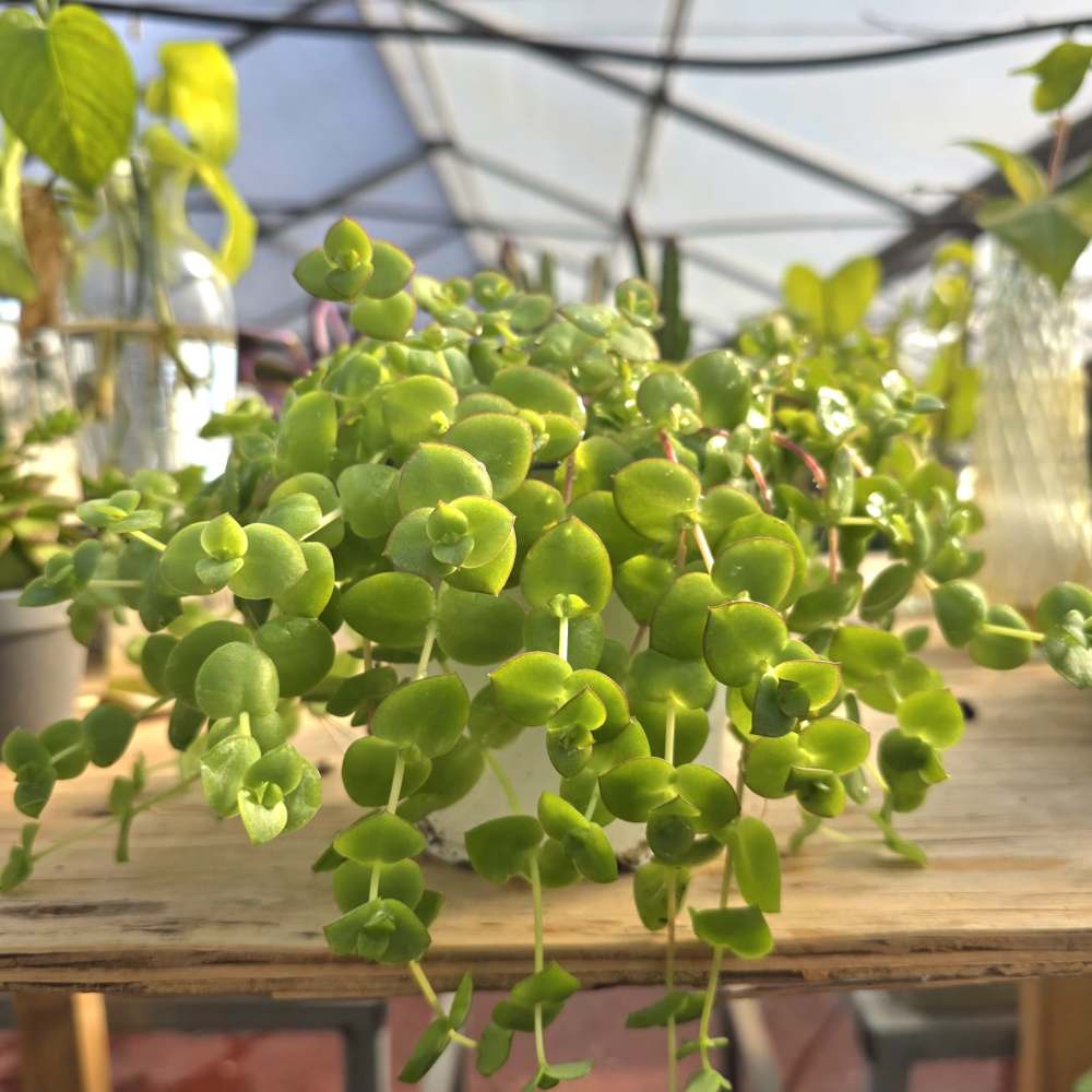 Sedum Green