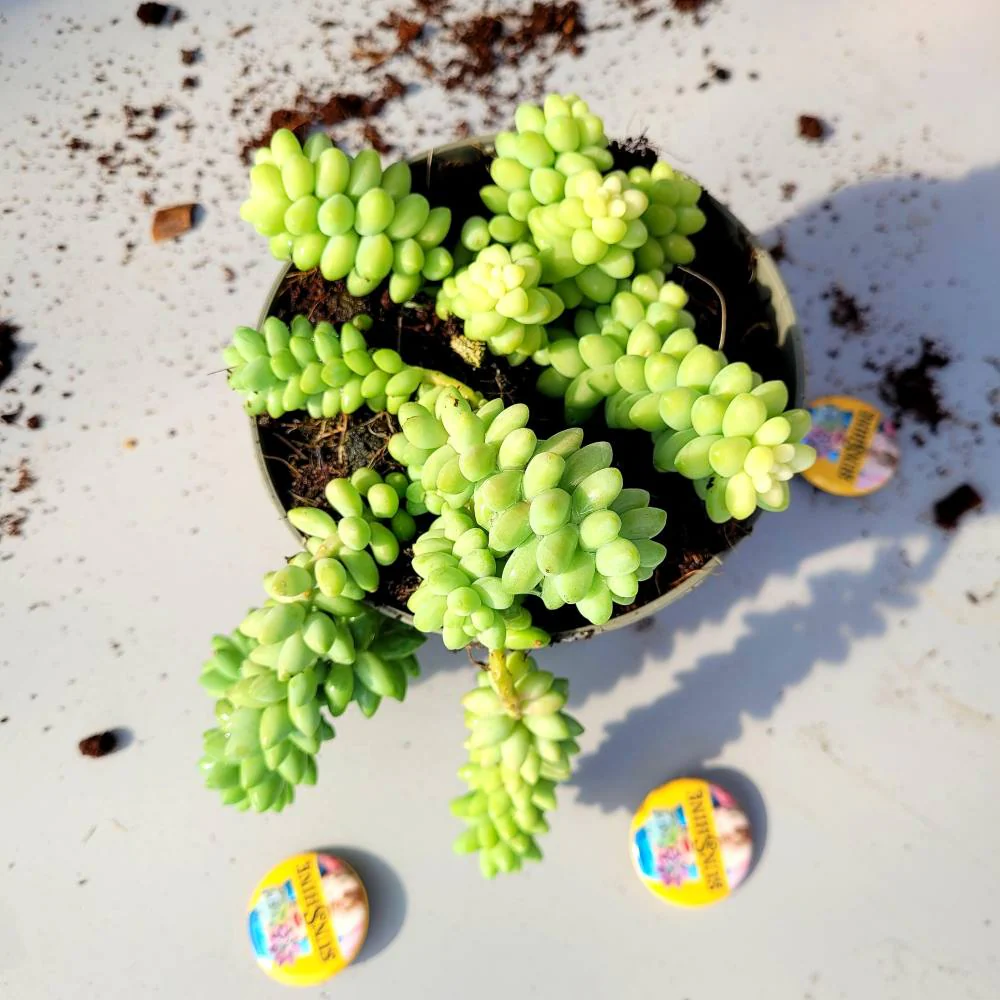 Sedum Morganianum - Burrito - Image 2