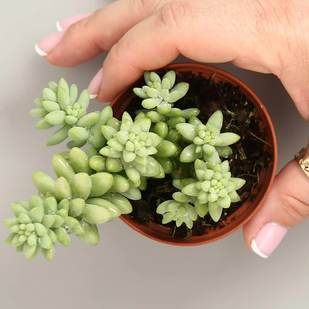 Sedum Morganianum  (Burrito)