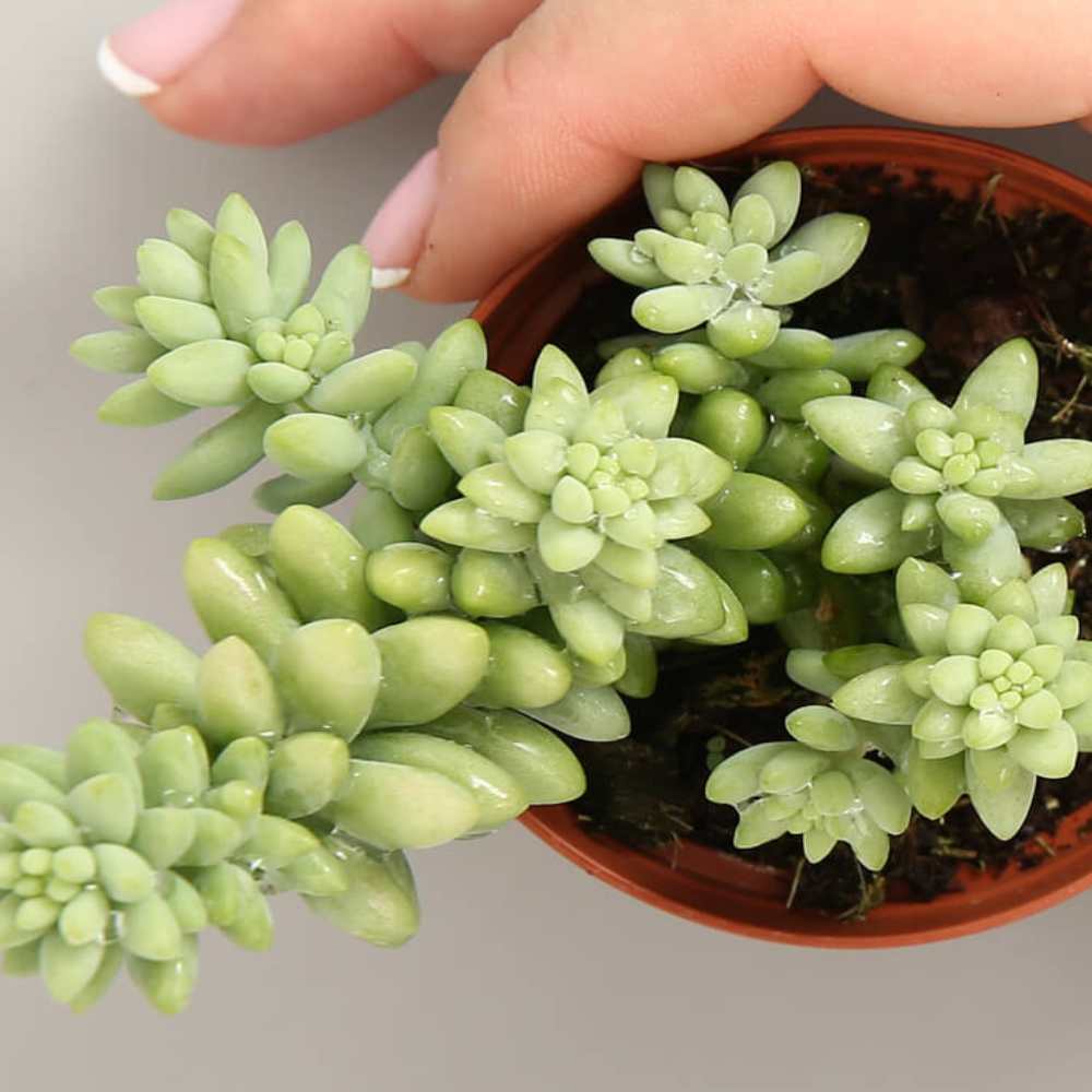 Sedum Morganianum  (Burrito) - Image 2