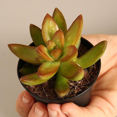 Sedum Nussbaumerianum 'Orange Delight'