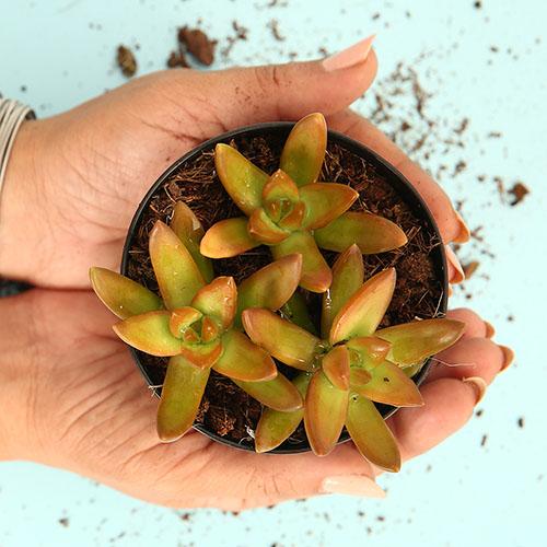 Sedum Nussbaumerianum 'Orange Delight' - Image 2