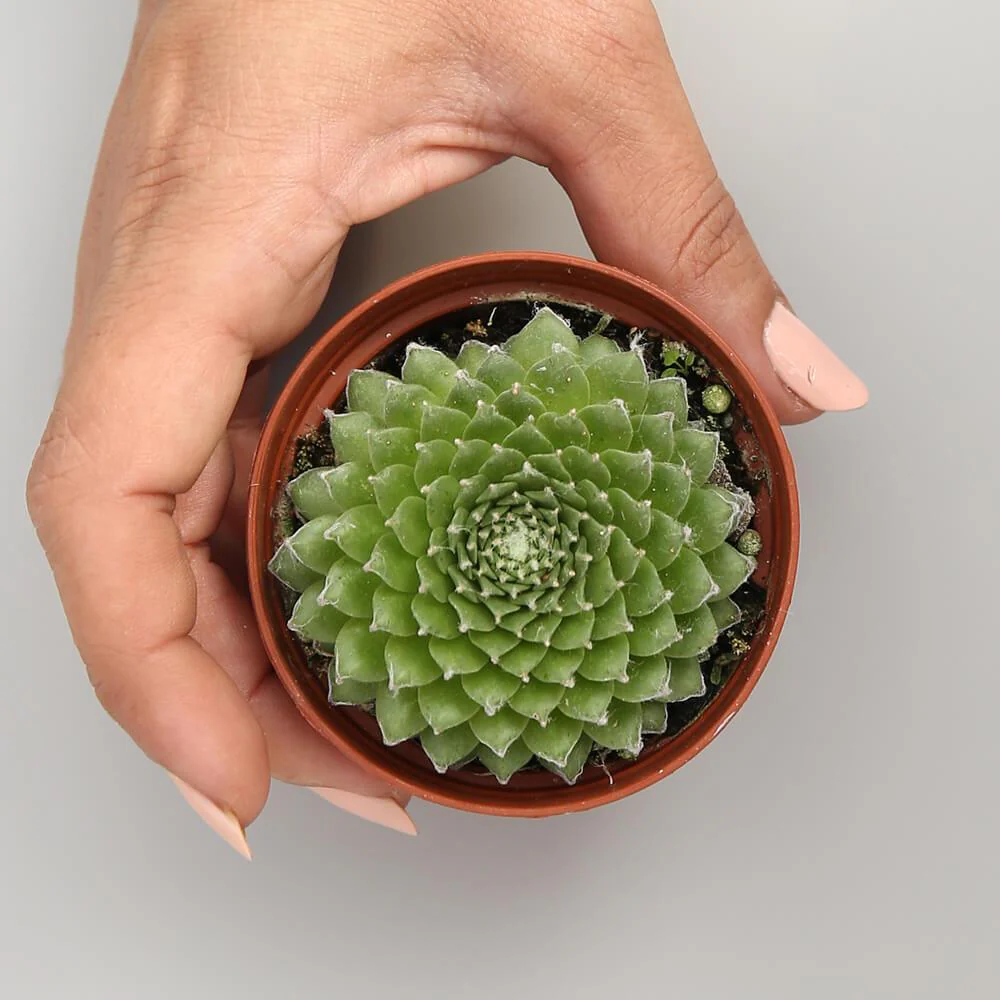 Sempervivum Arachnoideum 'Cebenese