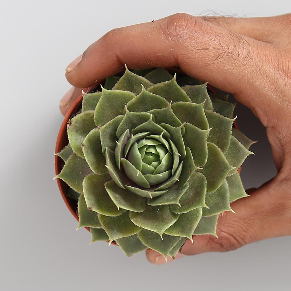 Sempervivum "Commander Hay"