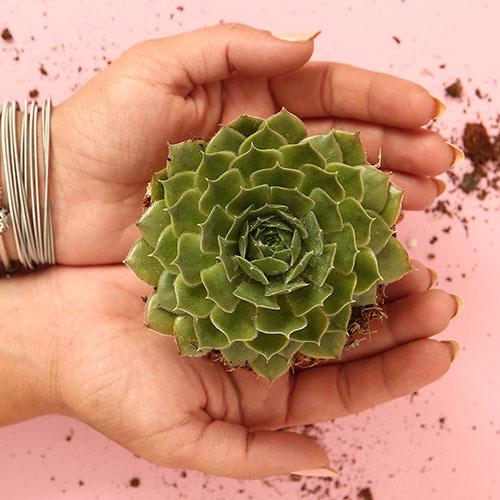 Sempervivum "Commander Hay" - Image 2