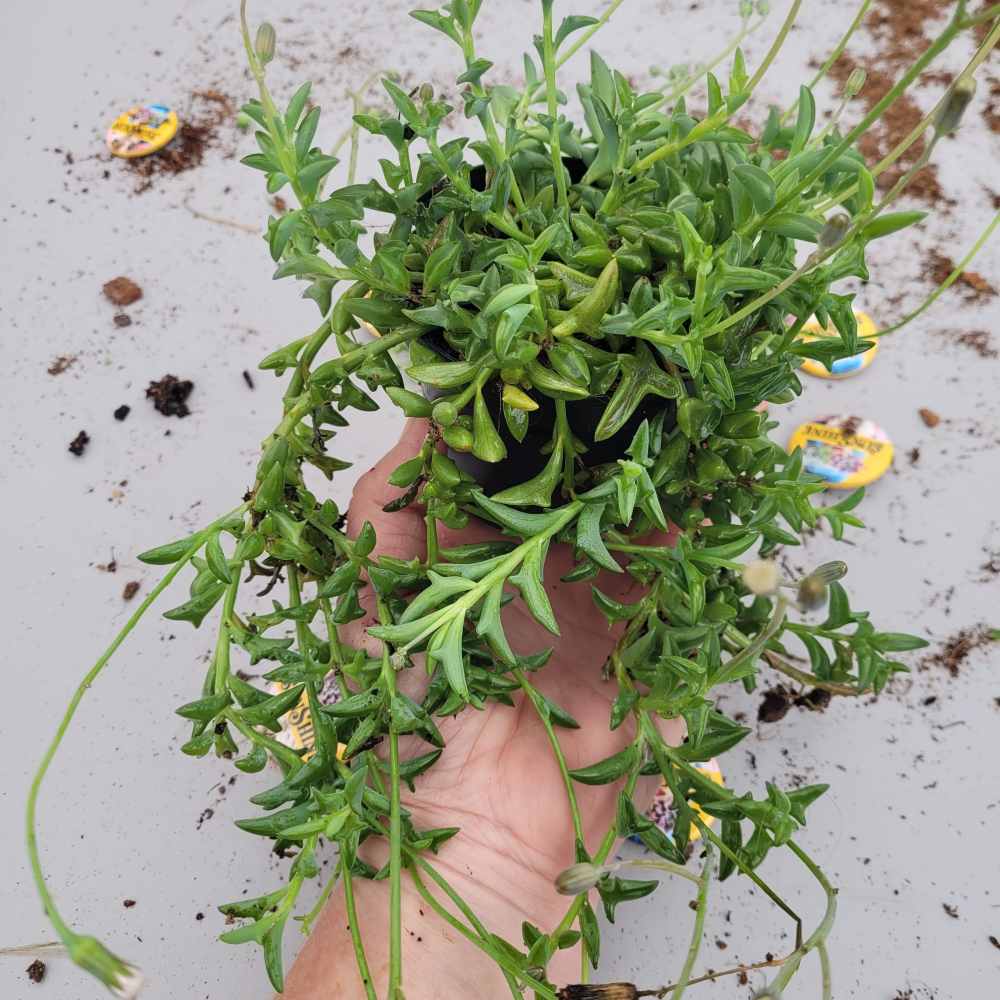 Senecio peregrinus - String of Dolphins - Image 2