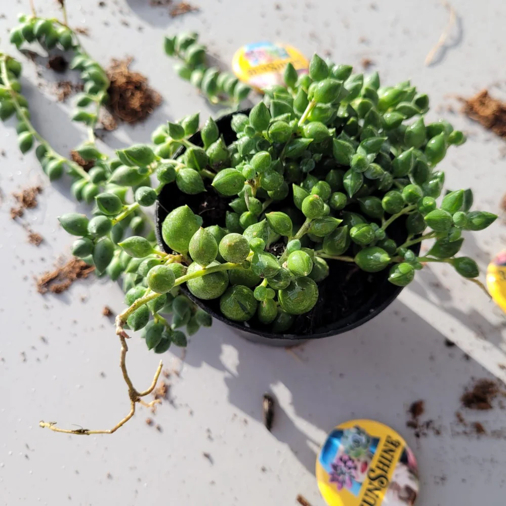 Senecio rowleyanus - String of Pearls - Image 2