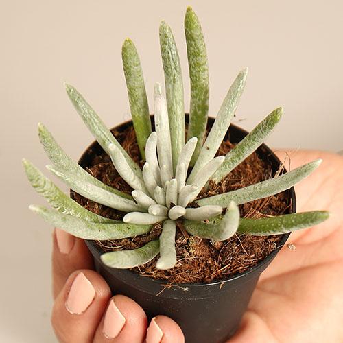 Senecio Scaposus